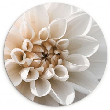 Tableau rond - Dahlia blanc délicat